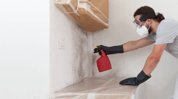 Professional Attic Mold Remediation technician working in Dumont, NJ