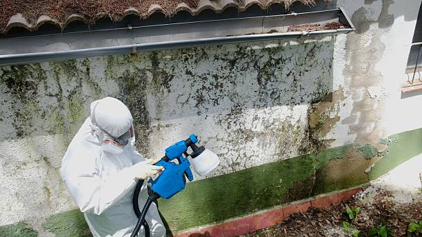 Top rated local Attic Mold Remediation specialists in Dumont, NJ